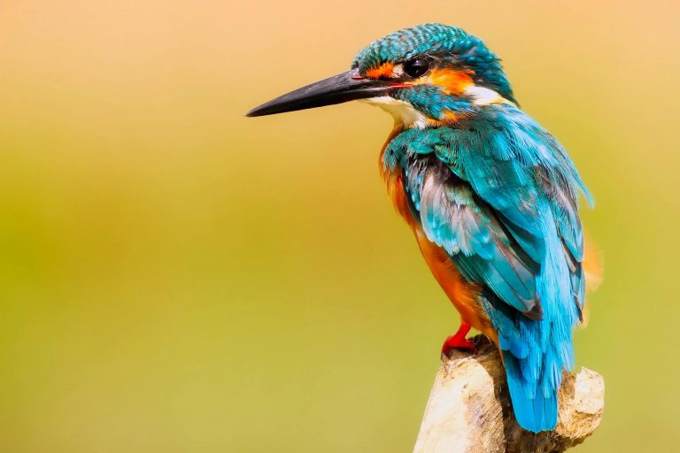 Visioconference on avian medicine
