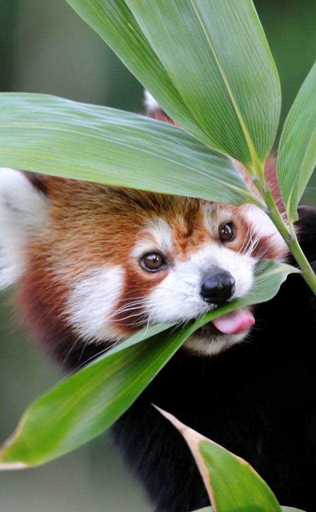Maëlann favorite animal