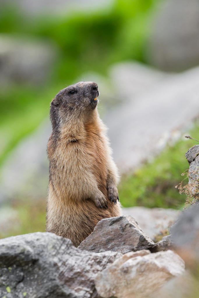 Loic  favorite animal