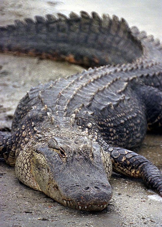 Mathis favorite animal