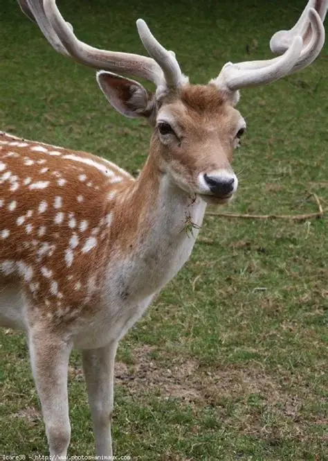 Marianne favorite animal