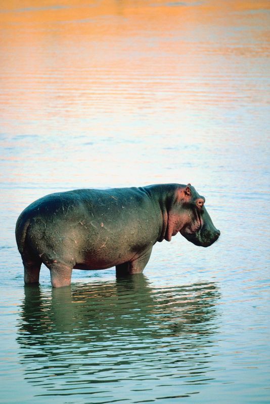 Fanette favorite animal