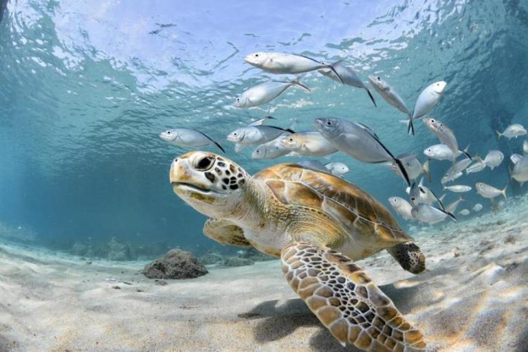 Marine fauna trip