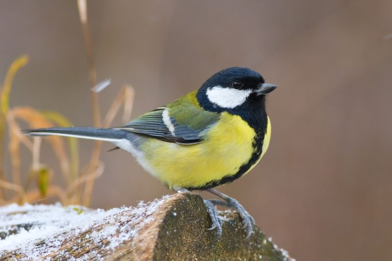 Ornithology visits