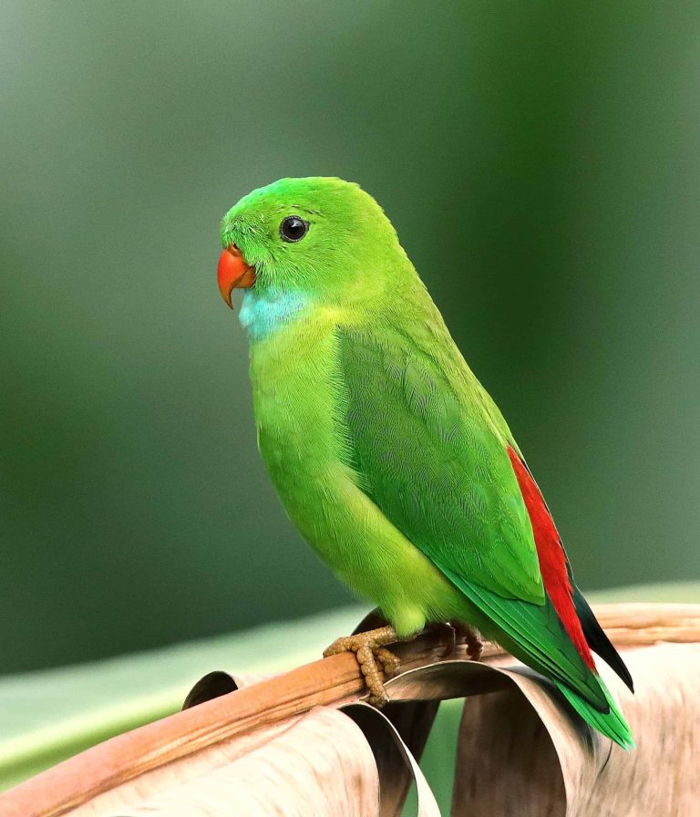 Visioconference on avian medicine