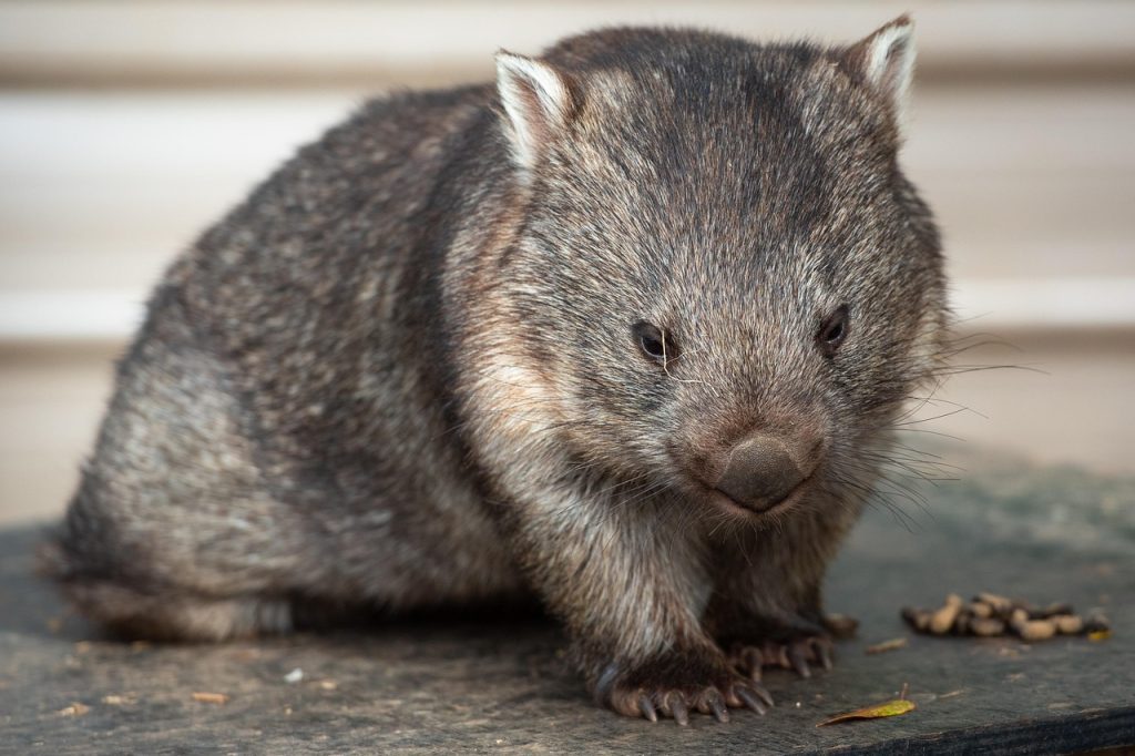 Vaimiti favorite animal
