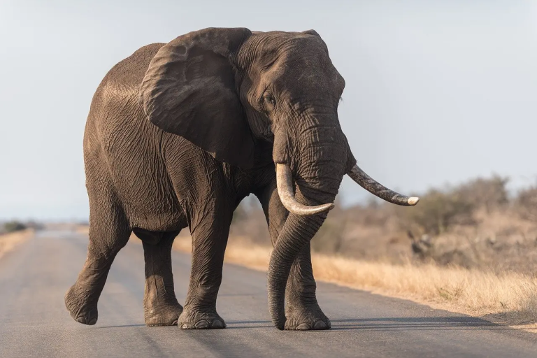 Visioconference on Elephants