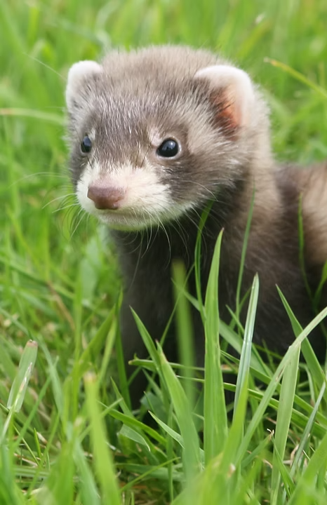 Louise  favorite animal