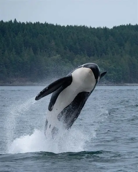 Sacha favorite animal