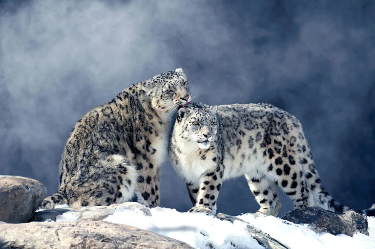 Visioconference on snow leopard
