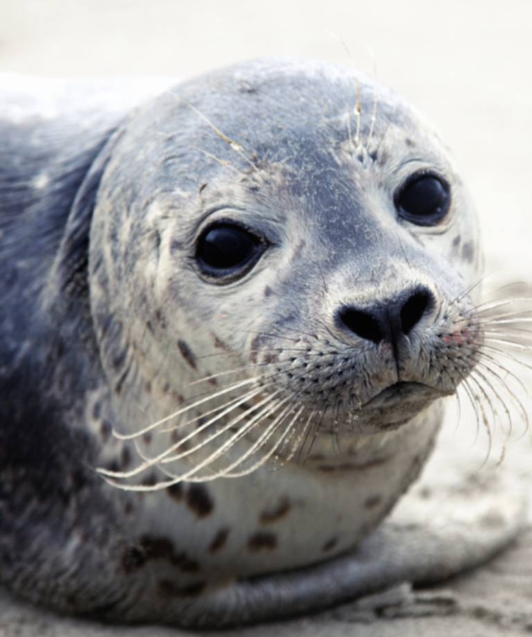 Visioconference on Pinniped medicine