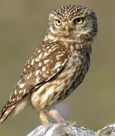 Aurore favorite animal