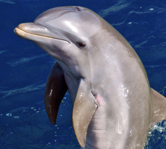 Quentin  favorite animal