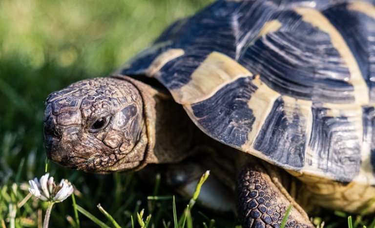 Tortoise workshop