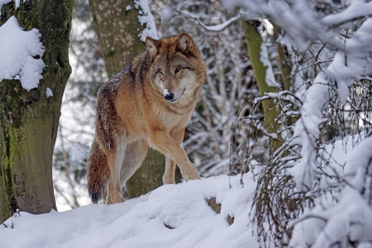 Roundtable on wolf behavior