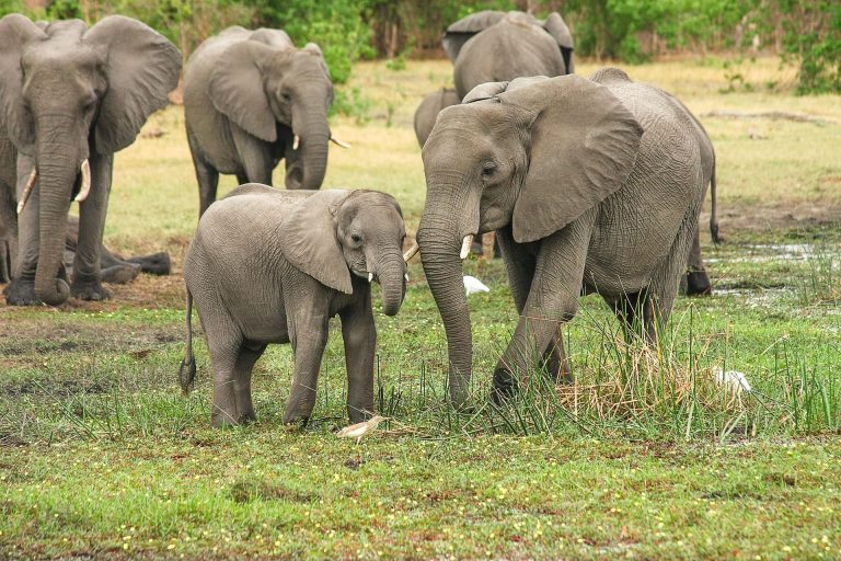 Conference on hoof trimming and ultrasound in elephants (LIVE)