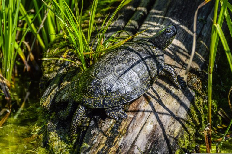 Visioconference on Europen pond turtle