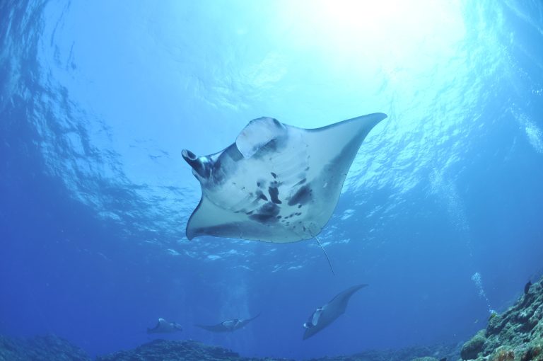 Conference on underwater emergencies