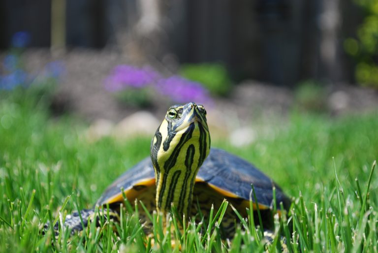 Workshop on Yellow-bellied slider