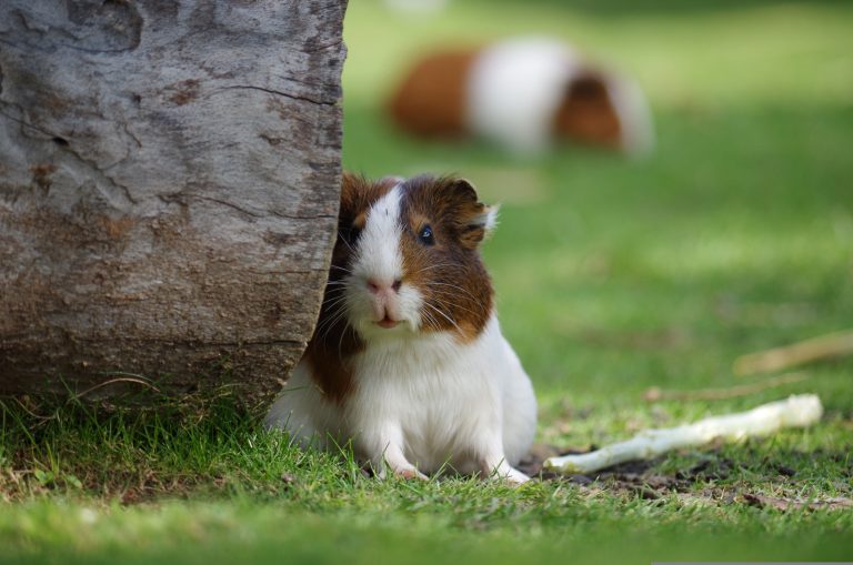Visioconference on radiography in small mammals