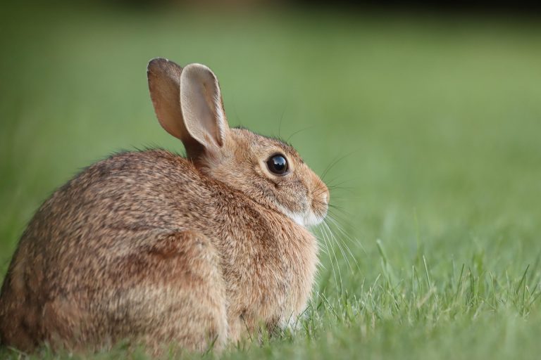 Round table about examination and infectious disease on rabbit
